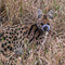 Serengeti NP, with barely enough light, on the way back to camp, I stumbled upon this Serval who just caught a lizard